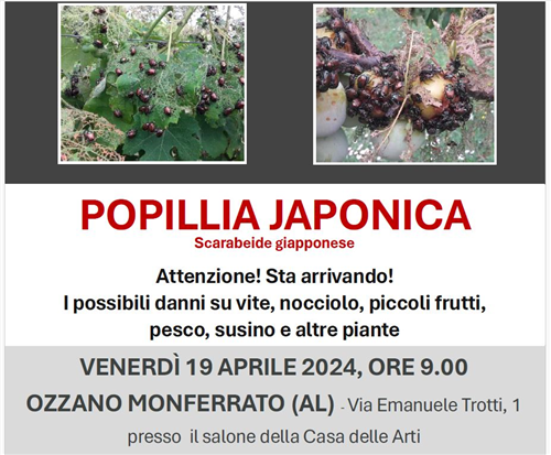 Popillia japonica: incontro divulgativo Ozzano Monferrato